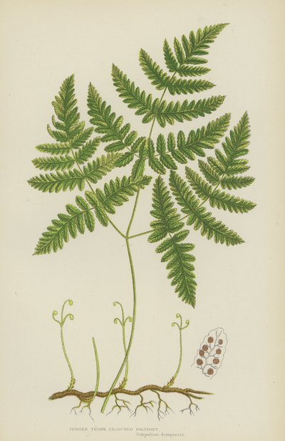 娇嫩的三枝多肉植物（彩色石版画） 作者 英语学校