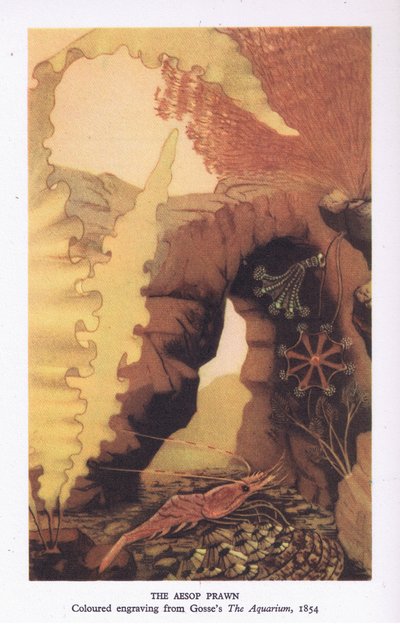 伊索大虾，来自高斯的 "水族馆 "的彩色版画，由柯林斯出版社出版的《英国自然》。 作者 英语学校