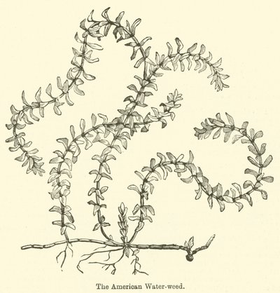 美国的水草（雕刻）。 作者 英语学校