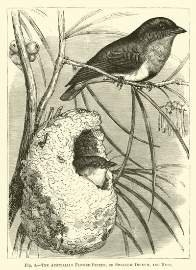 澳大利亚花啄木鸟，或燕子Dicaeum，和巢 作者 英语学校