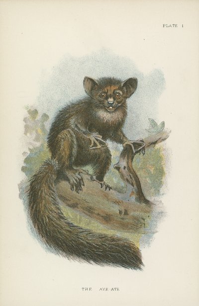 Aye-Aye 作者 英语学校