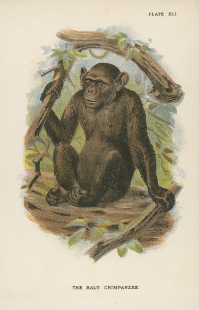Blad Chimpanzee 作者 英语学校