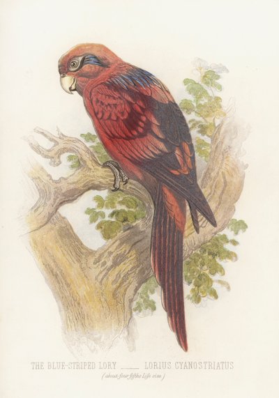 蓝纹鼠，Lorius Cyanostriatus（彩色印刷）。 作者 英语学校