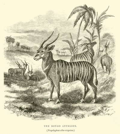 邦戈羚羊，Trogelaphus albo-virgatus（雕刻）。 作者 英语学校