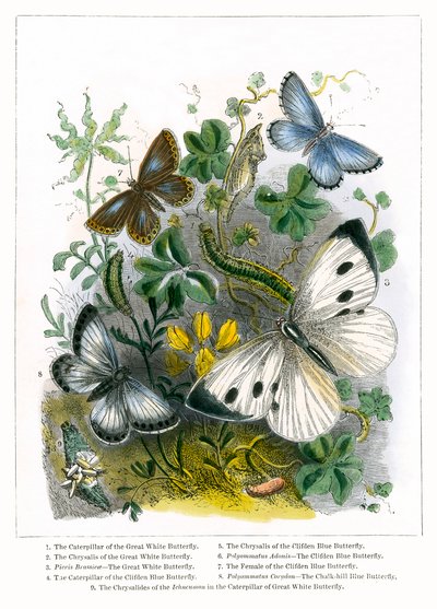 蝴蝶馆（彩色雕刻） 作者 英语学校