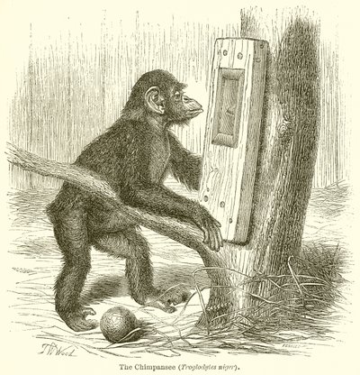 黑猩猩（Troglodytes Niger） 作者 英语学校