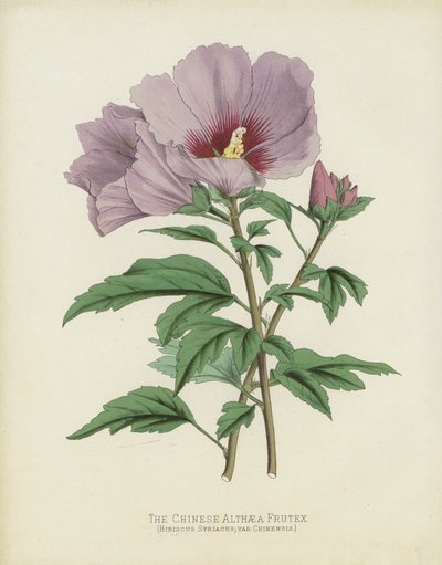 中国Althaea Frutex，Hibiscus Syriacus; var chinensis 作者 English School