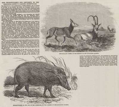 Choiropotamus 和 Leucoryx，在摄政公园的动物学会花园中（雕刻） 作者 英语学校