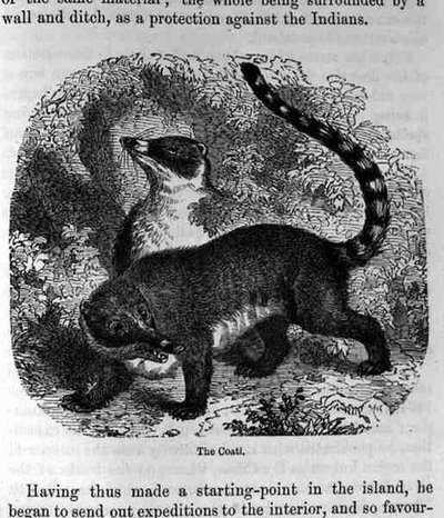 The Coati，来自Santo Domingo过去和现在由Samuel Hazard，酒吧。 1873年 作者 英语学校