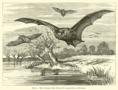 共同蝙蝠，Vespertilio pipistrellus，在飞行中 作者 英语学校