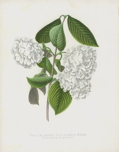 卷曲的Gueldres Rose，Viburnum Plicatum; var Dilatata 作者 英语学校