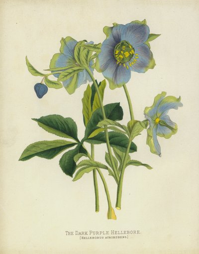 暗紫色嚏根草，Helleborus Atrorubens 作者 英语学校