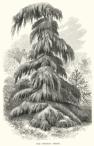 迪达拉雪松（雕版画 作者 英语学校