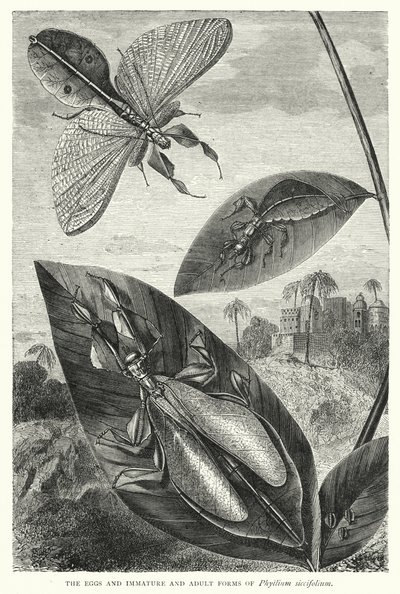 西西弗兰（Phyllium siccifolium）的卵、未成熟的和成年的形态（雕刻 作者 英语学校