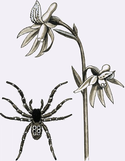 Eresus蜘蛛和稀缺的刺激珊瑚根或幽灵兰花 作者 英语学校