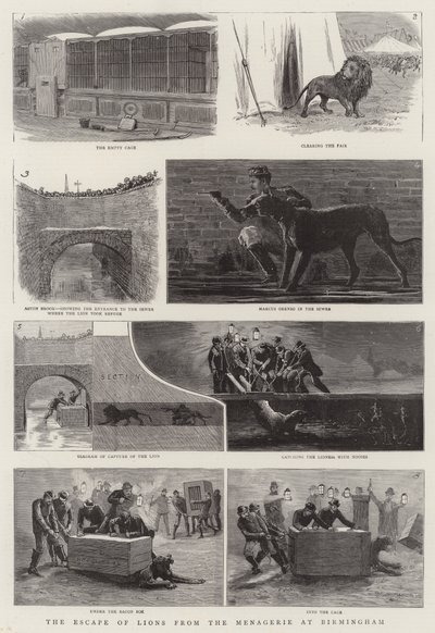 伯明翰动物园的狮子大逃亡（版画） 作者 英语学校