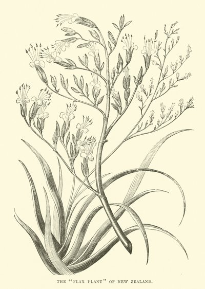 新西兰亚麻植物 作者 英语学校