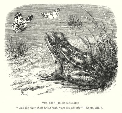 青蛙（Rona Esculenta）（雕刻） 作者 英语学校