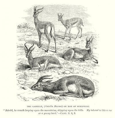 羚羊（Gazella Dorcas）或《诗经》中的狍子（雕刻） 作者 英语学校