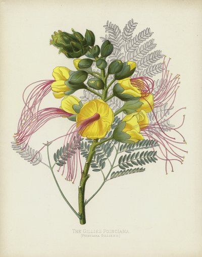 Gillies Poinciana，Poinciana Gilliesii 作者 英语学校