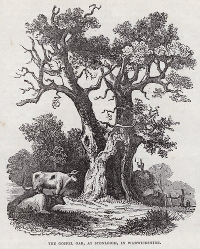 沃里克郡斯通利的福音橡树（雕刻）（The Gospel Oak, Stonleigh, Warwickshire）。 作者 英语学校