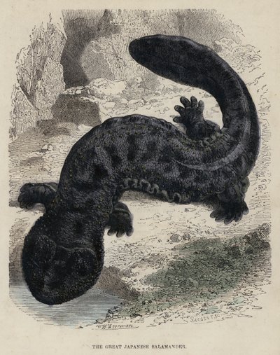 The Great Japanese Salamander (coloured engraving) 作者 英语学校