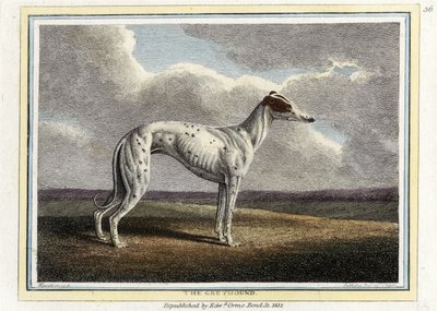 灰狗，酒吧。 1812（手工彩色雕刻） 作者 英语学校