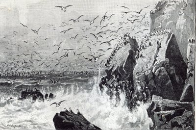 1888年的“休闲时光”中的海鸥的鬼魂 作者 英语学校