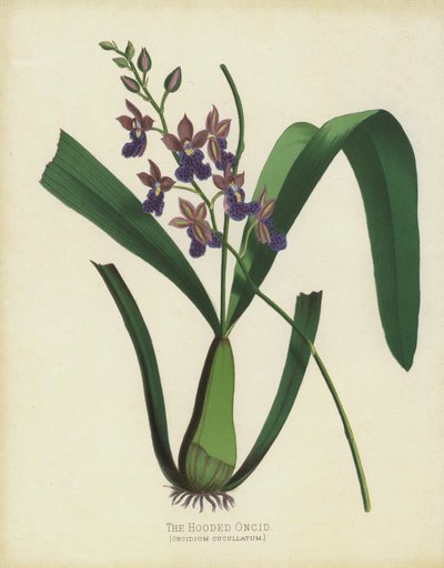 连帽的Oncid，Oncidium Cuccullatum 作者 英语学校