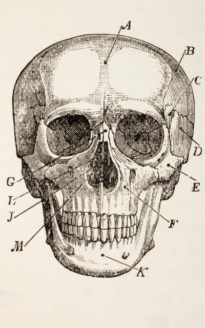 人类头骨，1890年 作者 英语学校
