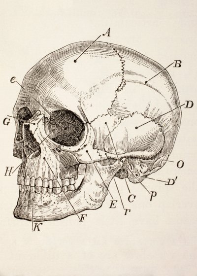 人类头骨，1890年 作者 英语学校