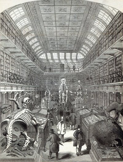 1845年10月4日，皇家外科医学院的亨特博物馆，来自“伦敦新闻画报” 作者 英语学校