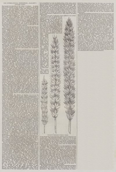 国际展览，哈利特的谱系小麦（雕刻） 作者 英语学校