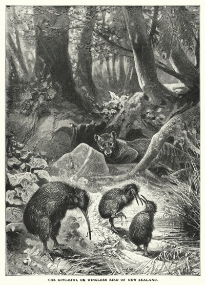 新西兰的奇异鸟或无翼鸟（雕刻） 作者 英语学校