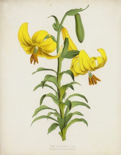 Loddiges Lily，Lilium Loddigesianum 作者 英语学校