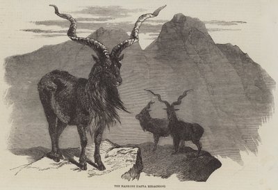 The Markore, Capra Megaceros (雕刻) 作者 英语学校