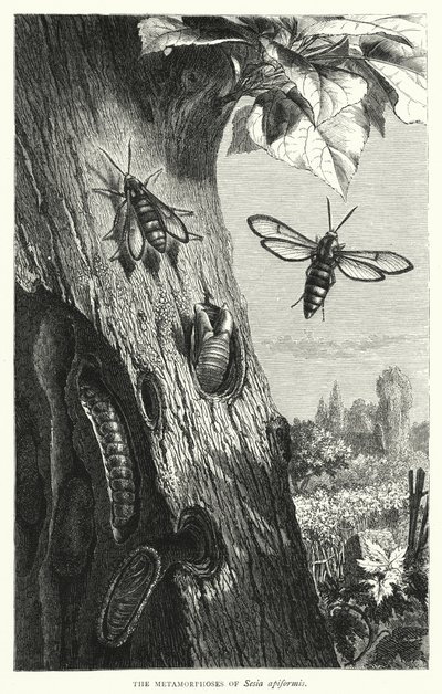 Sesia apiformis的蜕变（雕刻）。 作者 英语学校