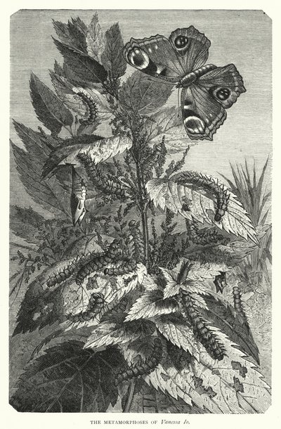 瓦妮莎-伊奥的变形记》（雕版画 作者 英语学校