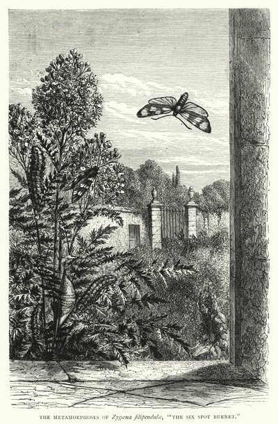Zygaena filipendulae 的变形记，"六点伯内特"（雕刻） 作者 英语学校