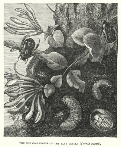 玫瑰甲虫 Cetonia aurata 的变形记（雕刻） 作者 英语学校