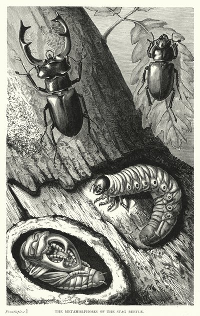 雄性甲虫的蜕变》（版画）。 作者 英语学校