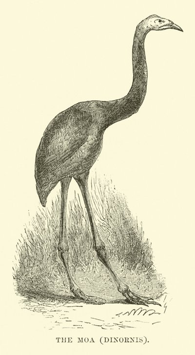 Moa，Dinornis 作者 英语学校