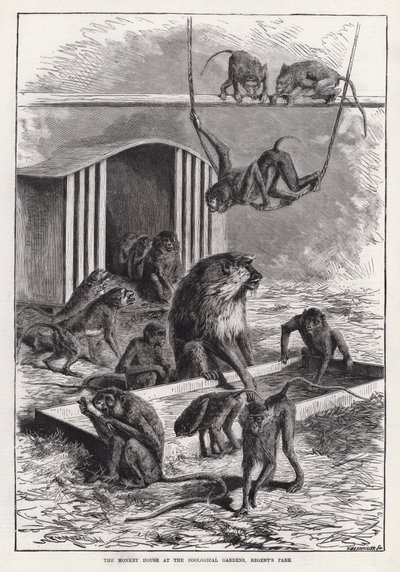 摄政公园动物园的猴屋（版画） 作者 英语学校