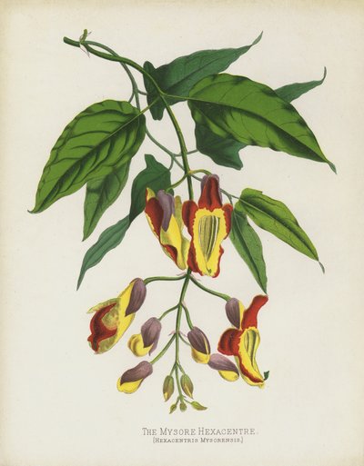 迈索尔Hexacentre，Hexacentris Mysorensis 作者 英语学校