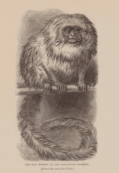 动物园里的新猴子（雕刻） 作者 英语学校