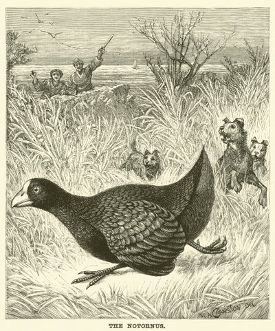 诺托努斯号（雕版画 作者 英语学校