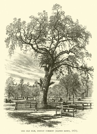老榆树，波士顿普通，被吹倒，1876年 作者 英语学校