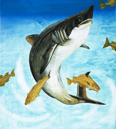 Porbeagle，一种鲨鱼 作者 英语学校