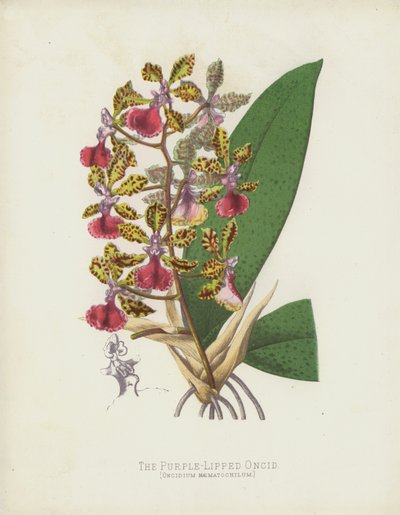紫唇Oncid，Oncidium Haematochilum 作者 英语学校