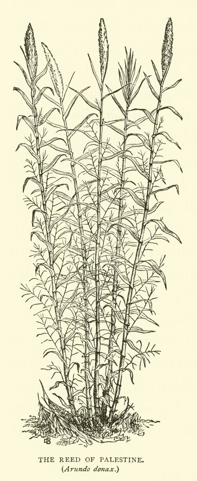 巴勒斯坦的芦苇，Arundo donax 作者 英语学校
